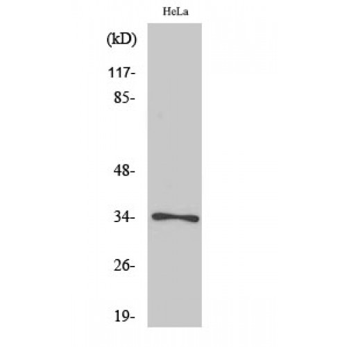 CDK1 / CDC2 Antibody - Western blot of Phospho-Cdc2 (T161) antibody