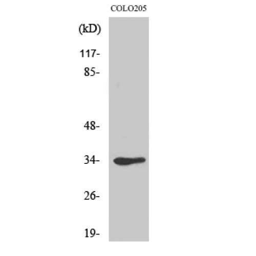 CDK1 / CDC2 Antibody - Western blot of Cdk1/Cdc2 antibody