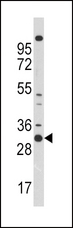 CDK1 / CDC2 Antibody - Western blot of CDC2 Antibody in 293 cell line lysates (35 ug/lane). CDC2 (arrow) was detected using the purified antibody.