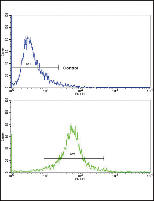 CDK1 / CDC2 Antibody - Flow cytometric of 293 cells using CDC2 Antibody (bottom histogram) compared to a negative control cell (top histogram). FITC-conjugated goat-anti-rabbit secondary antibodies were used for the analysis.