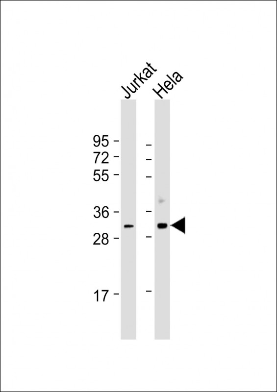 CDK1 / CDC2 Antibody - All lanes: Anti-CDK1 Antibody at 1:500-1:1000 dilution. Lane 1: Jurkat whole cell lysate. Lane 2: HeLa whole cell lysate Lysates/proteins at 20 ug per lane. Secondary Goat Anti-mouse IgG, (H+L), Peroxidase conjugated at 1:10000 dilution. Predicted band size: 34 kDa. Blocking/Dilution buffer: 5% NFDM/TBST.