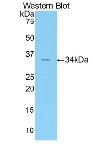 CDK1 / CDC2 Antibody - Western blot of recombinant CDK1 / CDC2.  This image was taken for the unconjugated form of this product. Other forms have not been tested.