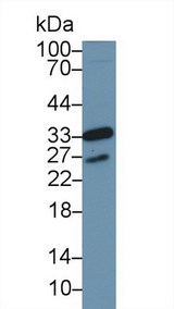 CDK1 / CDC2 Antibody - Western Blot; Sample: Human MCF7 cell lysate; Primary Ab: 1µg/ml Rabbit Anti-Mouse CDK1 Antibody Second Ab: 0.2µg/mL HRP-Linked Caprine Anti-Rabbit IgG Polyclonal Antibody