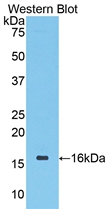 CDK1 / CDC2 Antibody - Western Blot; Sample: Recombinant protein.