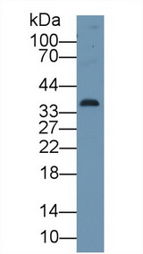 CDK1 / CDC2 Antibody - Western Blot; Sample: Human A549 cell lysate; Primary Ab: 1µg/ml Rabbit Anti-Human CDK1 Antibody Second Ab: 0.2µg/mL HRP-Linked Caprine Anti-Rabbit IgG Polyclonal Antibody