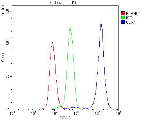 CDK1 / CDC2 Antibody - Flow Cytometry analysis of U937 cells using anti-CDK1 antibody. Overlay histogram showing U937 cells stained with anti-CDK1 antibody (Blue line). The cells were blocked with 10% normal goat serum. And then incubated with rabbit anti-CDK1 Antibody (1µg/10E6 cells) for 30 min at 20°C. DyLight®488 conjugated goat anti-rabbit IgG (5-10µg/10E6 cells) was used as secondary antibody for 30 minutes at 20°C. Isotype control antibody (Green line) was rabbit IgG (1µg/10E6 cells) used under the same conditions. Unlabelled sample (Red line) was also used as a control.