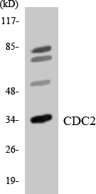 CDK1 / CDC2 Antibody - Western blot analysis of the lysates from HeLa cells using CDC2 antibody.