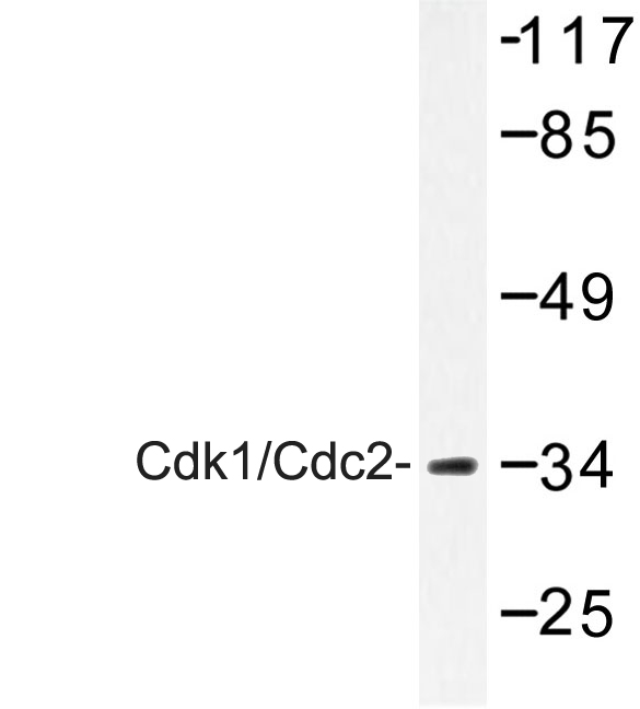 CDK1 / CDC2 Antibody - Western blot of Cdk1/Cdc2 (N133) pAb in extracts from Jurkat cells.