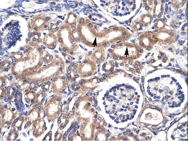 CDK1 / CDC2 Antibody - CDK1 antibody AVARP03024_P050-NP_001777-CDC2 (cell division cycle 2, G1 to S and G2 to M) Antibody was used in IHC to stain formalin-fixed, paraffin-embedded human kidney.  This image was taken for the unconjugated form of this product. Other forms have not been tested.