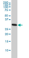 CDK1 / CDC2 Antibody - CDC2 monoclonal antibody (M01), clone 1A4-1A9 Western blot of CDC2 expression in HeLa.