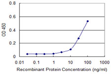 CDK1 / CDC2 Antibody - Detection limit for recombinant GST tagged CDC2 is approximately 30 ng/ml as a capture antibody.