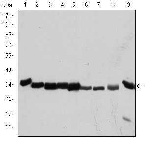 CDK1 / CDC2 Antibody - Western blot using CDK1 mouse monoclonal antibody against HeLa (1), Jurkat (2), K562 (3), A431 (4), MCF-7 (5), RAW264.7 (6), NIN/3T3 (7), PC-12 (8), and Cos7 (9) cell lysate.