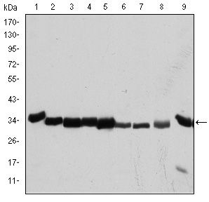 CDK1 / CDC2 Antibody - CDK1 Antibody in Western Blot (WB)