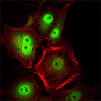 CDK1 / CDC2 Antibody - Immunofluorescence of HeLa cells using CDC2 mouse monoclonal antibody (green). Red: Actin filaments have been labeled with Alexa Fluor-555 phalloidin.