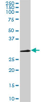 CDK1 / CDC2 Antibody - CDC2 monoclonal antibody (M04), clone 8F1. Western blot of CDC2 expression in PC-12.