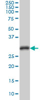 CDK1 / CDC2 Antibody - CDC2 monoclonal antibody (M04), clone 8F1 Western blot of CDC2 expression in HeLa NE.