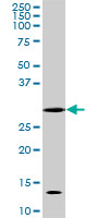 CDK1 / CDC2 Antibody - CDC2 monoclonal antibody (M04), clone 8F1. Western blot of CDC2 expression in Raw 264.7.
