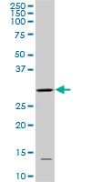 CDK1 / CDC2 Antibody - CDC2 monoclonal antibody (M04), clone 8F1. Western blot of CDC2 expression in NIH/3T3.