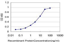 CDK1 / CDC2 Antibody - Detection limit for recombinant GST tagged CDC2 is approximately 0.1 ng/ml as a capture antibody.