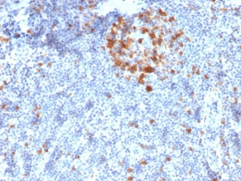 CDK1 / CDC2 Antibody - IHC staining of FFPE human tonsil with CDC2 antibody (clone A17.1.1). HIER: boil tissue sections in pH6, 10mM citrate buffer, for 10-20 min followed by cooling at RT for 20 min.