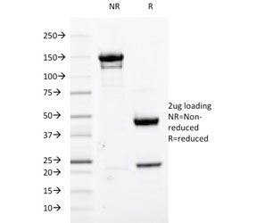 CDK1 / CDC2 Antibody - SDS-PAGE analysis of purified, BSA-free CDC2 antibody (clone A17.1.1) as confirmation of integrity and purity.