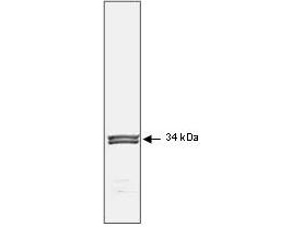 CDK1 / CDC2 Antibody - Mab anti-Human p34°Cdc2 antibody (clone POH-1) is shown to detect human p34°Cdc2by western blot. Detection occurs after 10 ug of a HeLa whole cell lysate is loaded per lane. The blot was incubated with a 1:1000 dilution of Mab anti-Human p34°Cdc2at room temperature for 30 min followed by detection using IRDye800 labeled Goat-a-Mouse IgG [H&L] (610-132-121) diluted 1:5000. A doublet band corresponding to human p34°Cdc2is detected at ~34 kDa when compared with known molecular weight standards (not shown). The antibody may be used to detect endogenous human p34°Cdc2. IRDye800 fluorescence image was captured using the Odyssey Infrared Imaging System developed by LI-COR. IRDye is a trademark of LI-COR, Inc. Other detection systems will yield similar results.