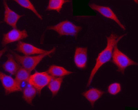 CDK1 / CDC2 Antibody - Hela cells stained with purified mouse monoclonal antibody against Cdc2(p34) (clone POH-1), followed by Rhodamine Red-X conjugated goat anti-mouse IgG and DAPI