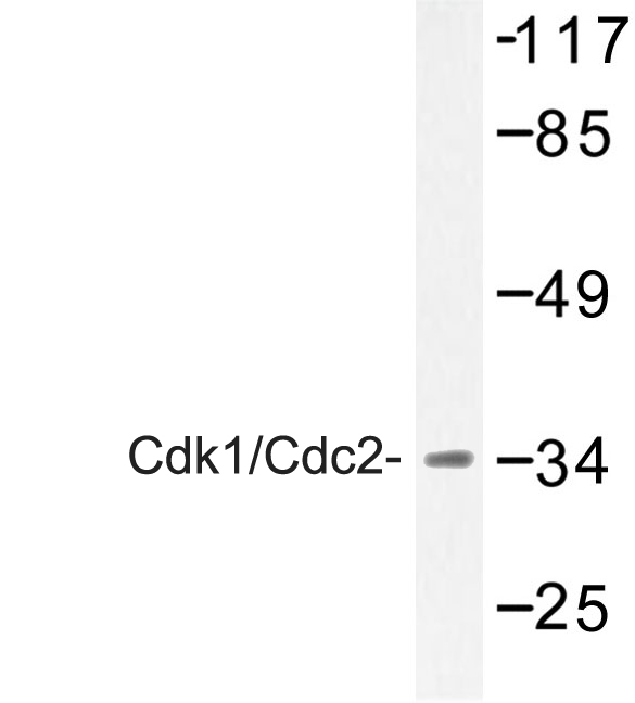 CDK1 / CDC2 Antibody - Western blot of Cdk1/Cdc2 (E8) pAb in extracts from HepG2 cells.