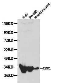 CDK1 / CDC2 Antibody - Western blot of cdc2 (CDK1) pAb in extracts from Hela, SW480 cells and mouse heart tissue.