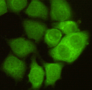CDK1 / CDC2 Antibody - Immunocytochemistry of HeLa cells using anti-CDC2/CDK1 mouse monoclonal antibody diluted 1:50.