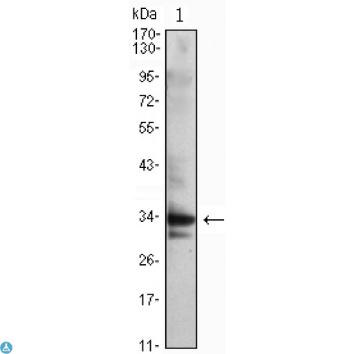 CDK1 / CDC2 Antibody - Western Blot (WB) analysis using CDC2 Monoclonal Antibody against Jurkat (1) cell lysate.