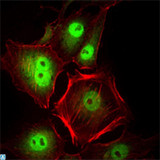 CDK1 / CDC2 Antibody - Immunofluorescence (IF) analysis of HeLa cells using CDC2 Monoclonal Antibody (green). Red: Actin filaments have been labeled with Alexa Fluor-555 phalloidin.