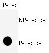 CDK1 / CDC2 Antibody - Dot blot of anti-CDK11-S39 Phospho-specific antibody on nitrocellulose membrane. 50ng of nonphospho-peptide or phospho-peptide were adsorbed on their respective dots. Antibody working concentration was 0.5ug per ml.