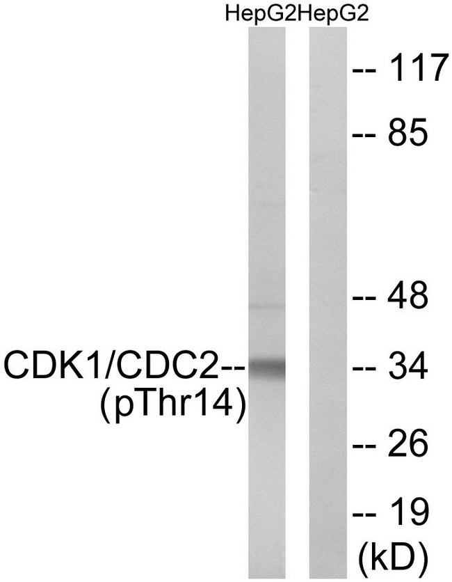 CDK1 / CDC2 Antibody - Western blot analysis of lysates from HepG2 cells treated with Forskolin 40nM 30', using CDK1/CDC2 (Phospho-Thr14) Antibody. The lane on the right is blocked with the phospho peptide.