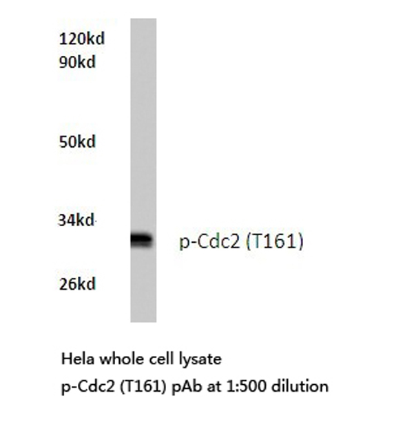 CDK1 / CDC2 Antibody - Western blot of p-CDC2 (T161) pAb in extracts from HeLa cells.
