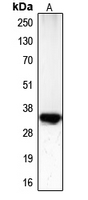 CDK1 / CDC2 Antibody - Western blot analysis of CDC2 (pT161) expression in HeLa (A) whole cell lysates.
