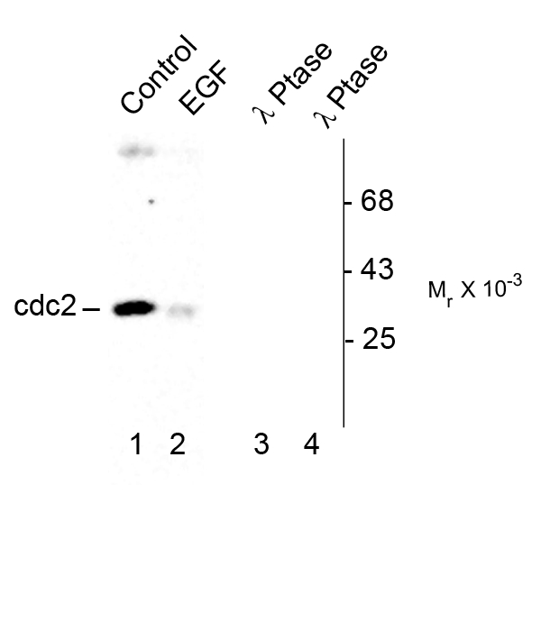 CDK1 / CDC2 Antibody - Western blot of human T47D cells showing specific immunolabeling of the ~34k cdc2 phosphorylated at Tyr15 (Control). Treatment with EGF (30 ng per ml for 30 min) caused dephosphorylation of the Tyr15 on cdc2 (Lane 2). The phosphospecificity of this labeling is also shown in the third and fourth lanes (lambda-phosphatase: l-Ptase). These blots are identical to the control except that they were incubated in l-Ptase (1200 units for 30 min) before being exposed to the Anti-Phospho-Tyr15 cdc2. The immunolabeling is completely eliminated by treatment with lambda-phosphatase.