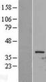 CDK1 / CDC2 Protein - Western validation with an anti-DDK antibody * L: Control HEK293 lysate R: Over-expression lysate