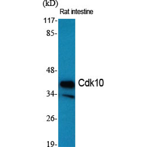 CDK10 Antibody - Western blot of Cdk10 antibody