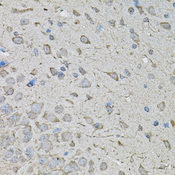 CDK10 Antibody - Immunohistochemistry of paraffin-embedded mouse brain tissue.