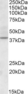 CDK10 Antibody - Antibody (2µg/ml) staining of Human Kidney lysate (35µg protein in RIPA buffer).  Primary incubation was 1 hour. Detected by chemiluminescence.hour. Detected by chemiluminescence.