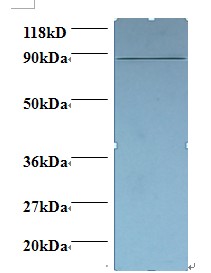 CDK11A / CDC2L2 Antibody - Western blot of Cyclin-dependent kinase 11A antibody at 2 ug/ml + 293T whole cell lysate. Secondary: Goat polyclonal to Rabbit IgG at 1:15000 dilution. Predicted band size: 87 kDa. Observed band size: 87 kDa.  This image was taken for the unconjugated form of this product. Other forms have not been tested.