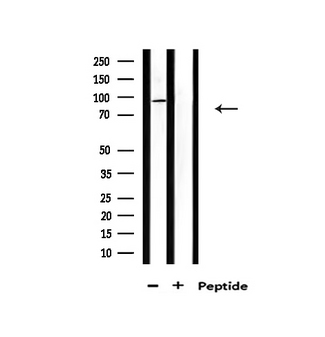 CDK11A / CDC2L2 Antibody - Western blot analysis of extracts of mouse brain tissue using CDK11 antibody.