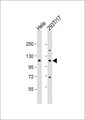 CDK11B / CDC2L1 Antibody - All lanes: Anti-CDK11B Antibody at 1:1000 dilution. Lane 1: HeLa whole cell lysate. Lane 2: 293T/17 whole cell lysate Lysates/proteins at 20 ug per lane. Secondary Goat Anti-Rabbit IgG, (H+L), Peroxidase conjugated at 1:10000 dilution. Predicted band size: 93 kDa. Blocking/Dilution buffer: 5% NFDM/TBST.