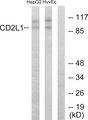 CDK11B / CDC2L1 Antibody - Western blot analysis of extracts from HepG2 cells and HUVEC cells, using CD2L1 antibody.