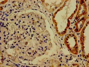CDK13 / CDC2L5 Antibody - Immunohistochemistry image of paraffin-embedded human kidney tissue at a dilution of 1:100