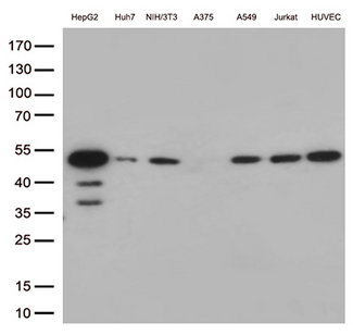 CDK15 / ALS2CR7 Antibody - Western blot analysis of extracts. (35ug) from 7 cell lines lysates by using anti-CDK15 monoclonal antibody. (1:500)