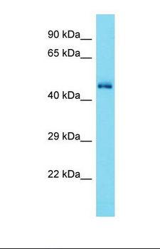CDK15 / ALS2CR7 Antibody - Western blot of Mouse Brain. Cdk15 antibody dilution 1.0 ug/ml.  This image was taken for the unconjugated form of this product. Other forms have not been tested.