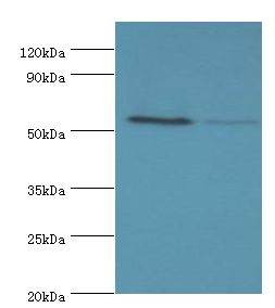 CDK16 / PCTAIRE Antibody - Western blot. All lanes: CDK16 antibody at 5 ug/ml. Lane 1: mouse brain tissue. Lane 2: mouse small intestine. Secondary antibody: Goat polyclonal to rabbit at 1:10000 dilution. Predicted band size: 56 kDa. Observed band size: 56 kDa.
