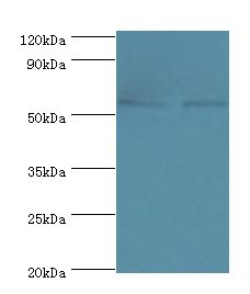 CDK16 / PCTAIRE Antibody - Western blot. All lanes: CDK16 antibody at 5 ug/ml. Lane 1: mouse brain tissue. Lane 2: mouse small intestine tissue. Secondary antibody: Goat polyclonal to rabbit at 1:10000 dilution. Predicted band size: 56 kDa. Observed band size: 56 kDa.